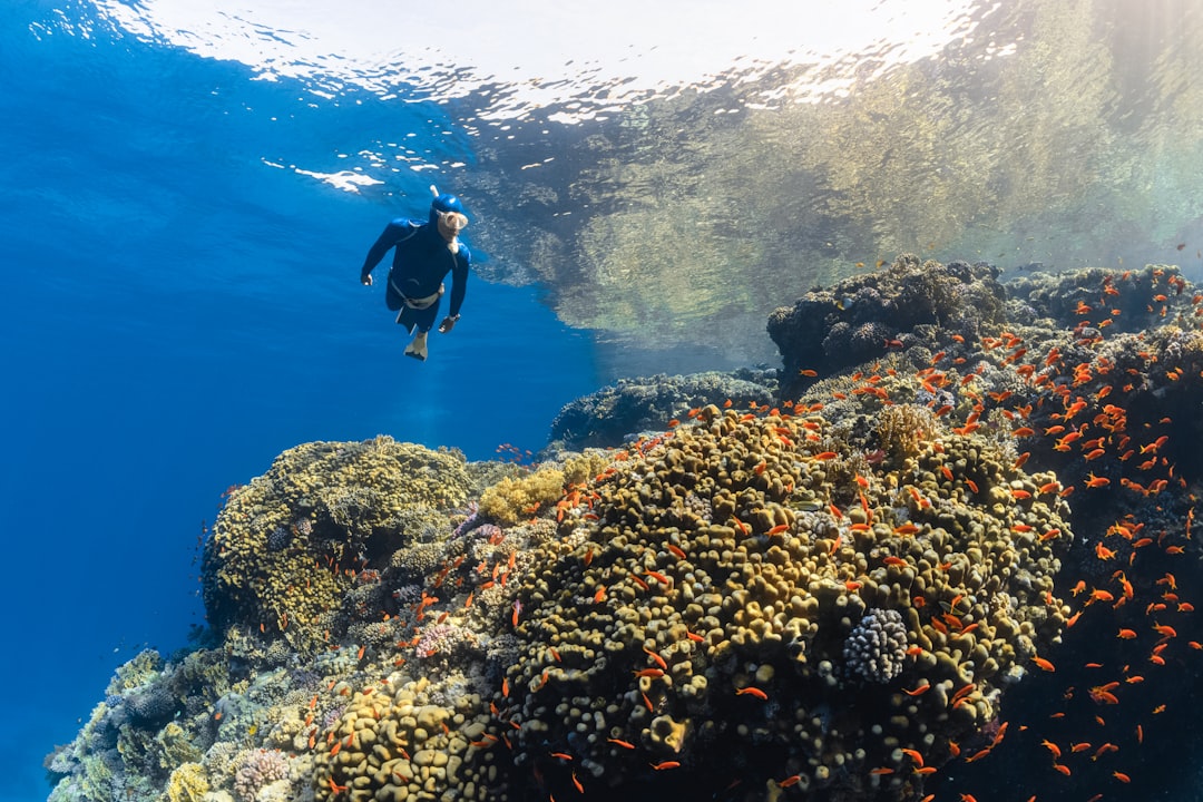 Photo Underwater Coral Reef