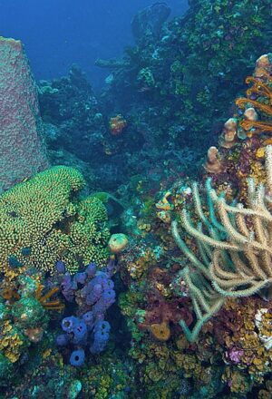 Whispers from the Deep: Stories of Hope from Australia’s Marine Protected Areas