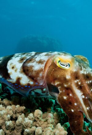 Breathless Beauty: Documenting the Great Barrier Reef’s Recovery Through a Diver’s Lens