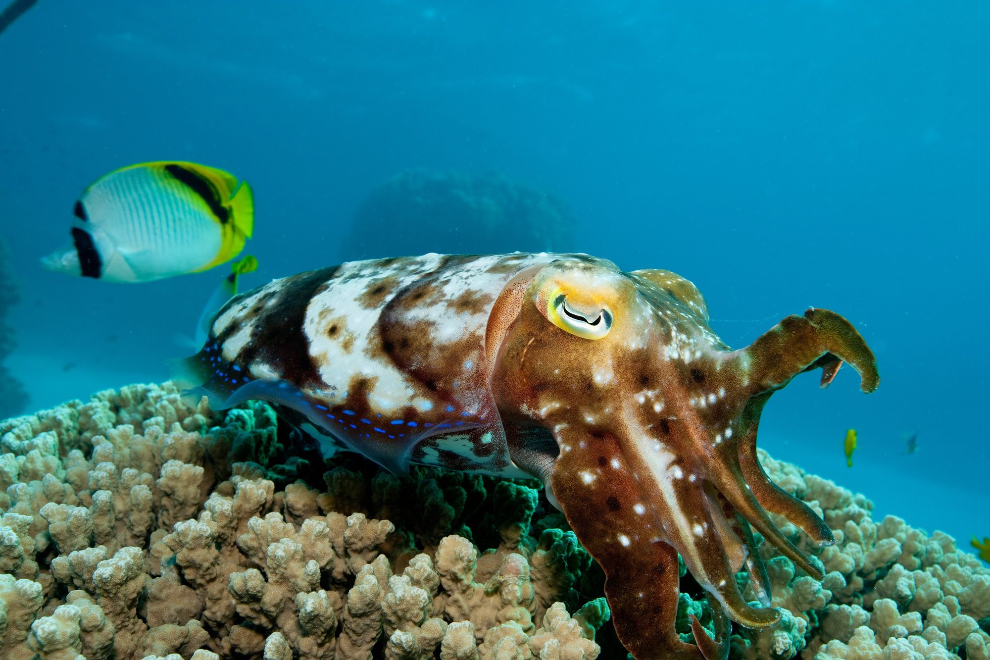 Breathless Beauty: Documenting the Great Barrier Reef’s Recovery Through a Diver’s Lens