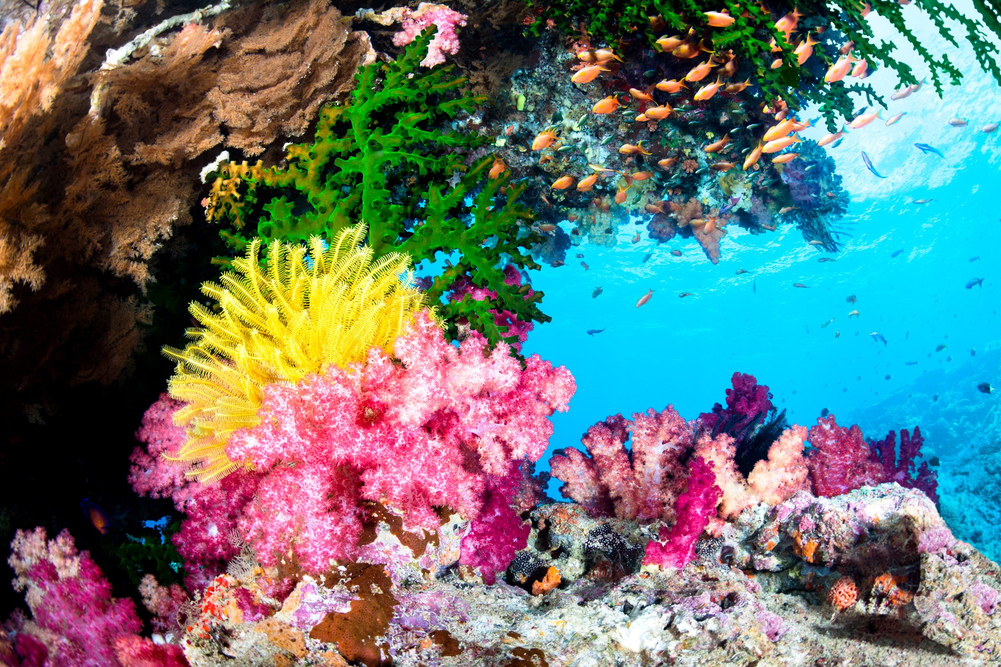 Swimming Against the Current: How Eco-Conscious Divers Are Becoming Guardians of the Reef