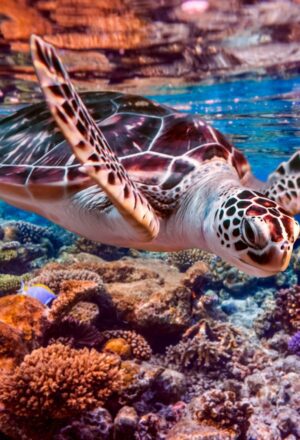 Small Bubbles, Big Impact: How Your Great Barrier Reef Dive Can Fund Ocean Conservation