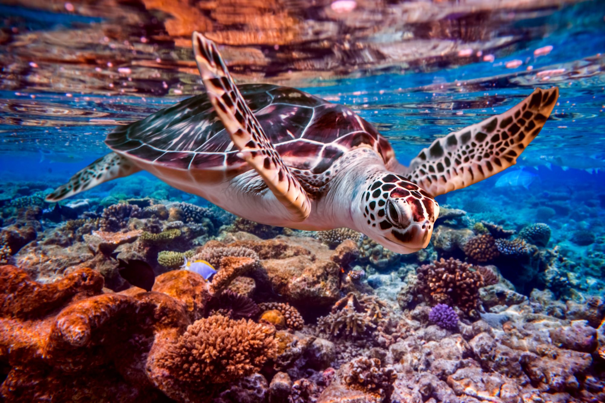 Small Bubbles, Big Impact: How Your Great Barrier Reef Dive Can Fund Ocean Conservation