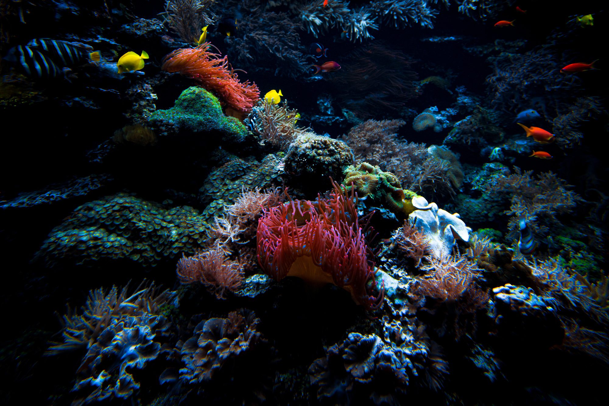 Diving into Tomorrow: How Sustainable Tourism is Saving the Great Barrier Reef