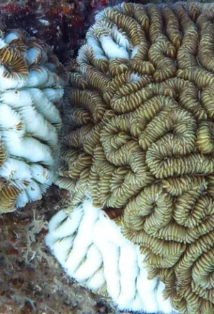 Crisis in Paradise: The Menace of Stony Coral Tissue Loss Disease in Caribbean Coral Ecosystems