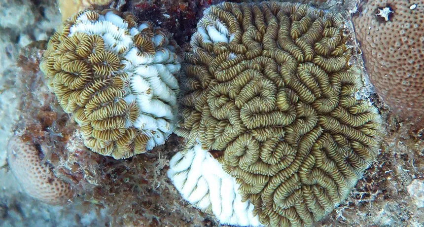 Crisis in Paradise: The Menace of Stony Coral Tissue Loss Disease in Caribbean Coral Ecosystems