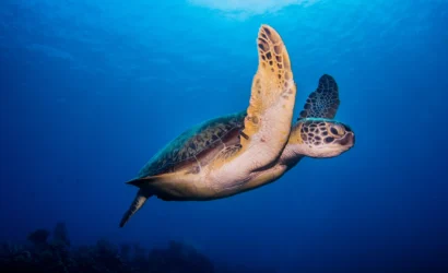 Join BlueBound in Roatan at the Mayan Princess for a chance to experience sea turtles