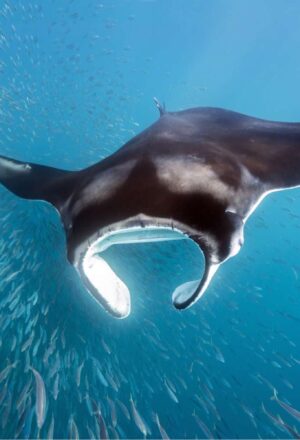 Pura Vida from Reef to Rainforest: Diving the Gulf of Papagayo, Costa Rica