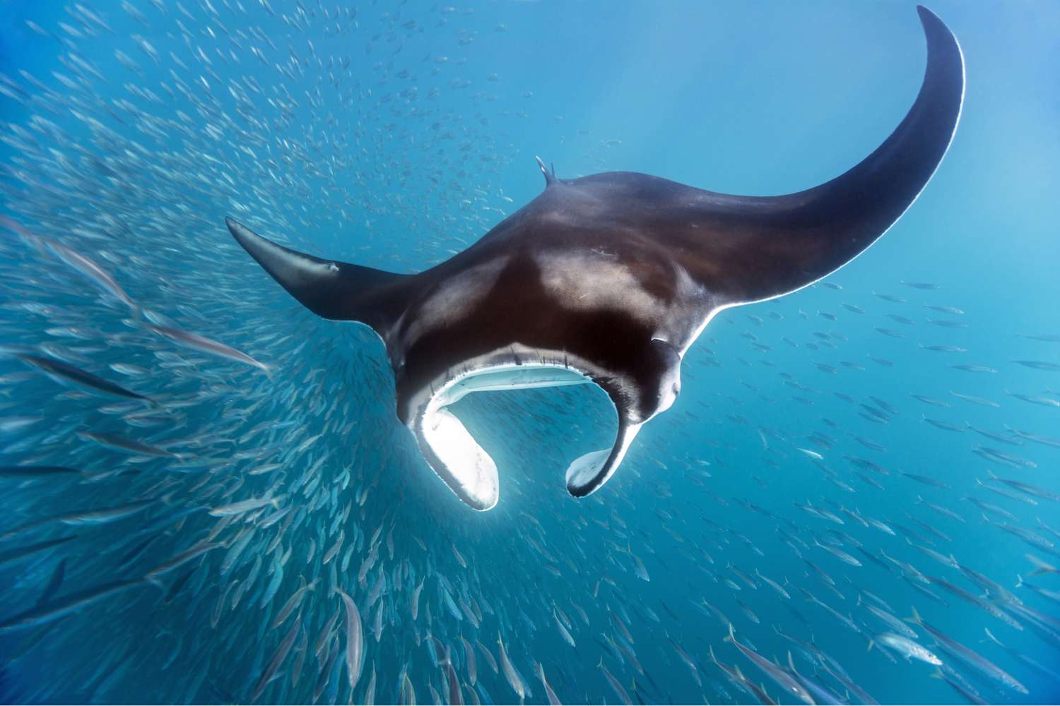 Pura Vida from Reef to Rainforest: Diving the Gulf of Papagayo, Costa Rica