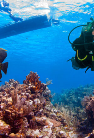 From Reef Sharks to Tacos:             A Roatán Dive Tale