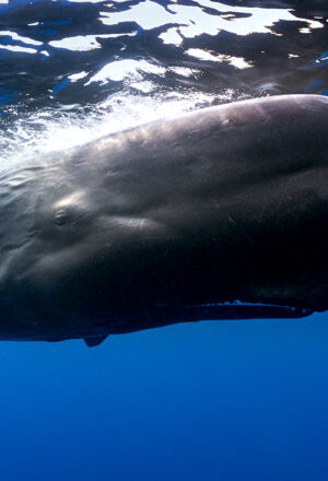 Volcanoes, Waterfalls & Whales: Why Dominica Is the Caribbean’s Best-Kept Secret