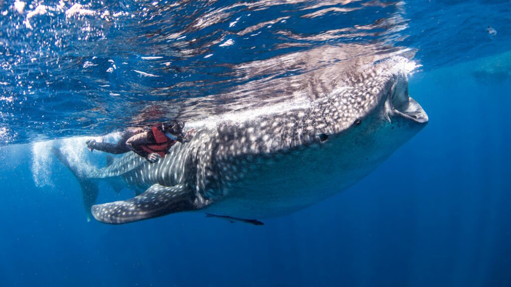 Diver alongside whale shark