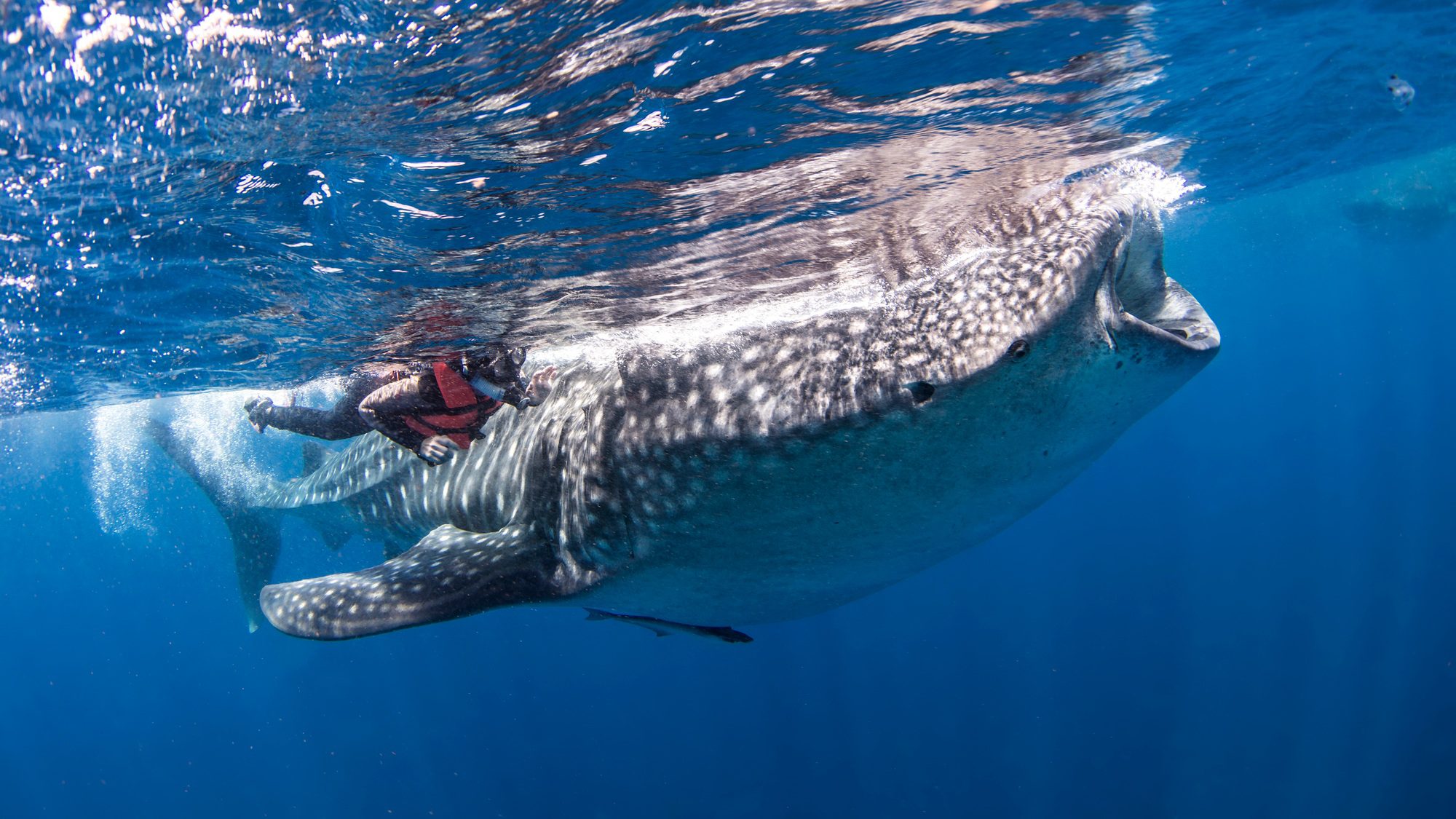 Deep Blue Encounters: Where to Meet Whale Sharks on Their Migration Routes